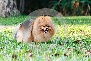 Pomeranian dog defecating on green grass