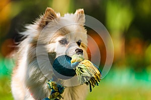 Pomeranian dog german spitz klein fetching a toy running towards camera