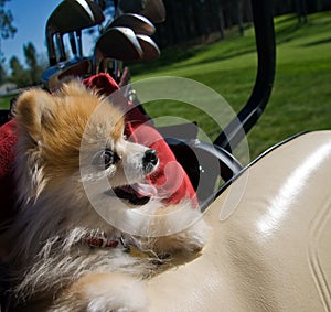 Pomeranian Dog in Golf Cart