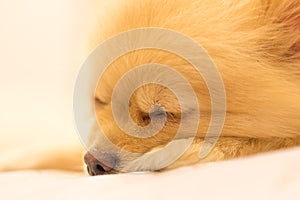 Pomeranian dog having sweet dream, focus on the eye, with copy space