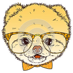 Pomeranian dog head with glasses and bow-tie. Vector isolated hipster puppy illustration