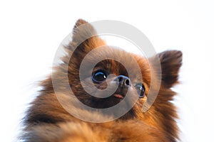 Pomeranian dog head (Zwergspitz)