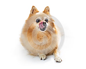 Pomeranian dog licking lips isolated