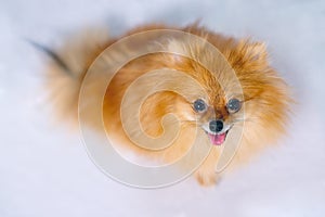 Pomeranian dog, looking