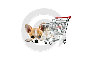 Pomeranian dog next to an empty shopping cart