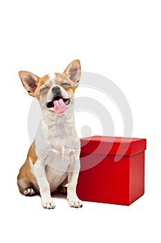 Pomeranian dog next to an red present box