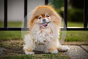 Pomeranian Dog Outdoor