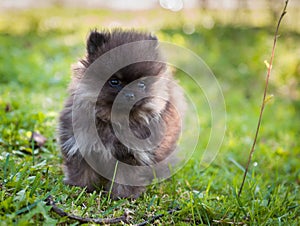 Pomeranian dog outside