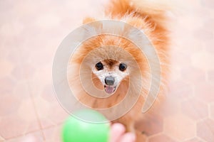 Pomeranian dog playing ball.