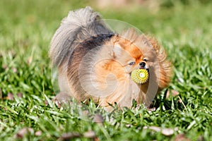 Pomeranian dog playing with a ball toy on green grass in the gar