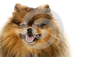 Pomeranian dog portrait.