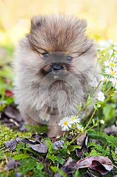 Pomeranian dog puppy outside