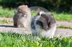 Pomeranian dog puppy is running outside