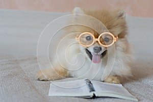 A pomeranian dog reads a book with glasses