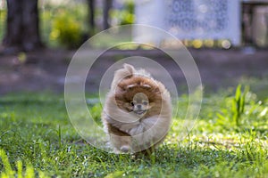 Pomeranian dog running on the grass photo