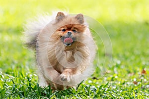 Pomeranian dog running on green grass in the garden