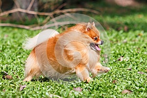 Pomeranian dog running on green grass in the garden
