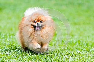 Pomeranian dog running on green grass in the garden