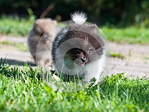 Pomeranian dog is running outside