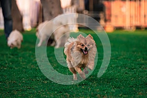 Pomeranian dog separated from the group of other dogs and running on the green grass in the park.