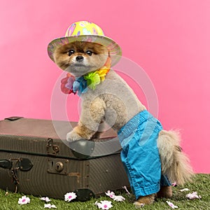 Pomeranian dog, shorts and Hawaiian lei, leaning on suitcase