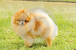 Pomeranian dog photo