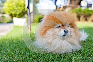 Pomeranian Dog Sitting in Lawn