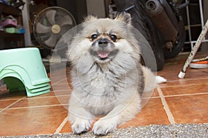 Pomeranian dog sitting on ther floor