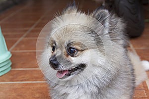 Pomeranian dog sitting on ther floor