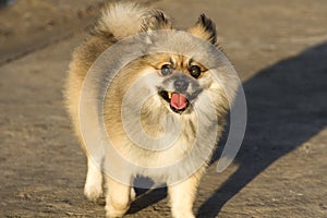 Pomeranian dog sitting on ther floor