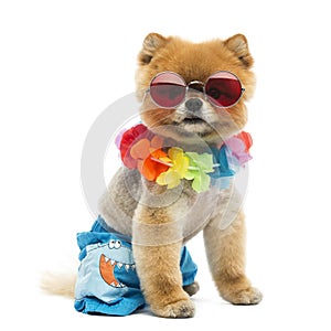 Pomeranian dog sitting, wearing shorts, Hawaiian lei, short, red