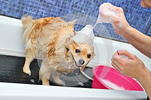 A Pomeranian dog with soap foam on his head is bathing in the bathroom at a specialized dog care salon.