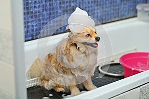 A Pomeranian dog with soap foam on his head is bathing in the bathroom at a specialized dog care salon.