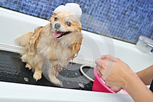 A Pomeranian dog with soap foam on his head is bathing in the bathroom at a specialized dog care salon.