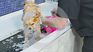 Pomeranian dog with soap foam on his head is bathing in the bathroom at a specialized dog care salon. Pet care.