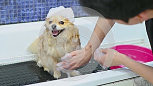 Pomeranian dog with soap foam on his head is bathing in the bathroom at a specialized dog care salon. Pet care.