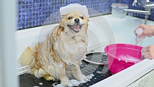 Pomeranian dog with soap foam on his head is bathing in the bathroom at a specialized dog care salon. Pet care.