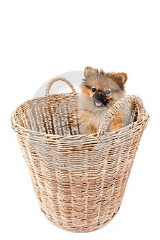 Pomeranian dog stading in basket