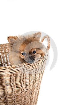 Pomeranian dog stading in basket