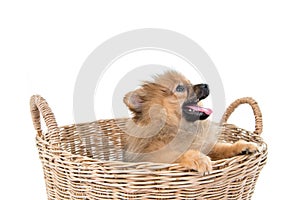 Pomeranian dog stading in basket