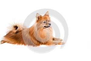 Pomeranian dog stading on isolated