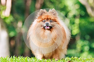 Pomeranian dog standing on green grass in the garden