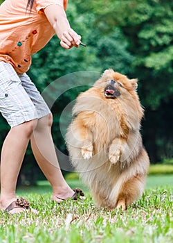 Pomeranian dog standing on its hind legs to get a treat
