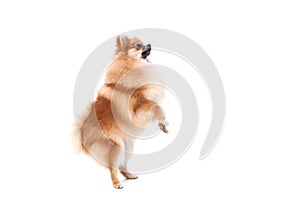 Pomeranian dog in studio