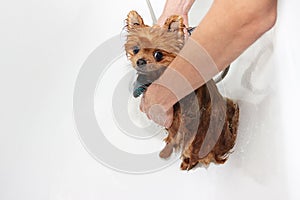 A pomeranian dog taking a shower with soap and water. Dog on white background. Dog in bath