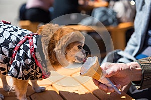 Pomeranian dog in traditional yukata dress eat icecream