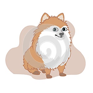 Pomeranian dog vector illustration
