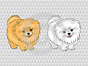 Pomeranian dog. Vector illustration of cute puppy.