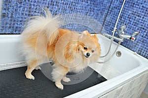 Pomeranian dog is waiting for a swim in a specialized dog care salon.Grooming