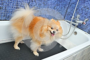 Pomeranian dog is waiting for a swim in a specialized dog care salon.Grooming